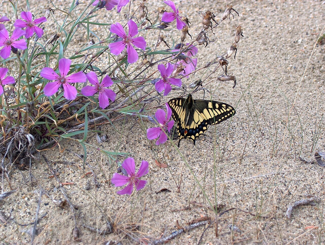Boreal carnation: A brilliantly colored butterfly looking for a meal of nectar on an equally brilliant patch of wild carnations (Dianthus repens). Butterfly resting on pink flowe
