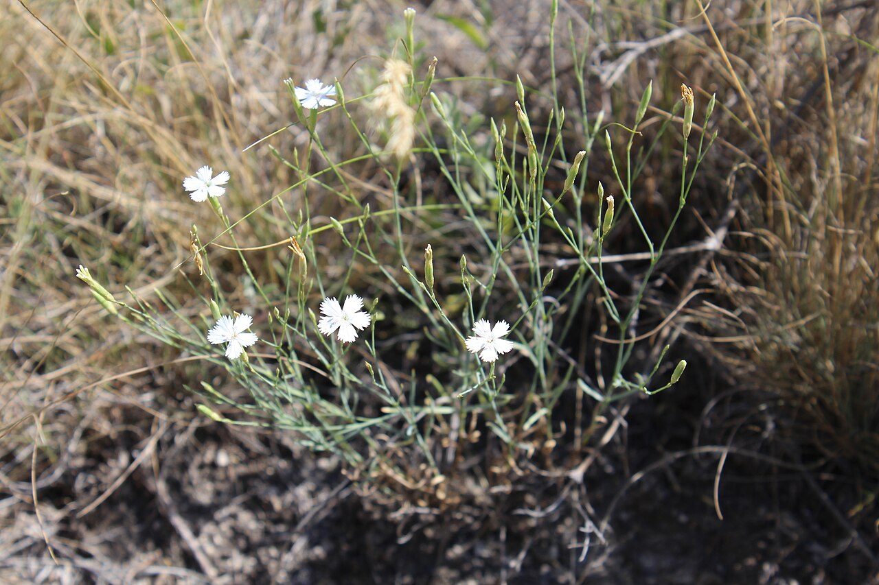 Dianthus rigidus: Dianthus rigidus
