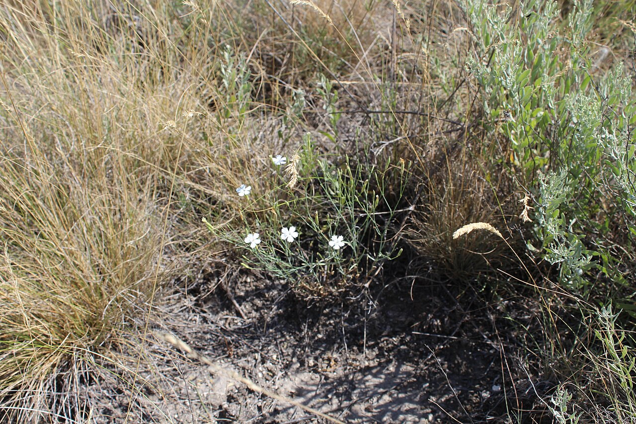 Dianthus rigidus: Dianthus rigidus
