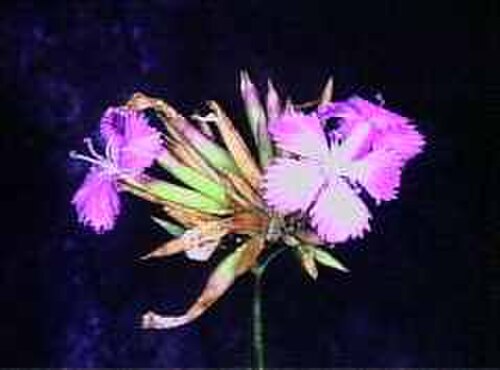Dianthus rupicola: Sicilian botanical endemisms Dianthus rupicola