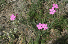 Dianthus ruprechtii (Dianthus ruprechtii)