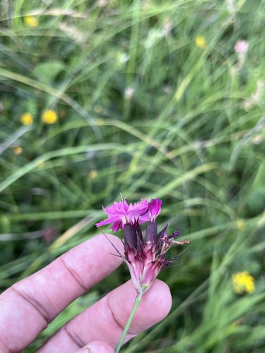 Dianthus ruprechtii (Dianthus ruprechtii)