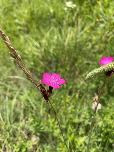 Dianthus ruprechtii (Dianthus ruprechtii)