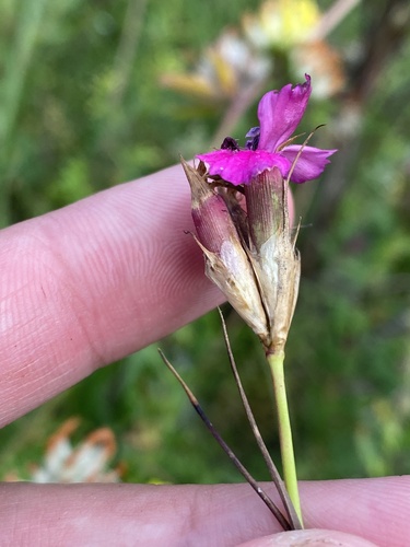 Dianthus ruprechtii (Dianthus ruprechtii)