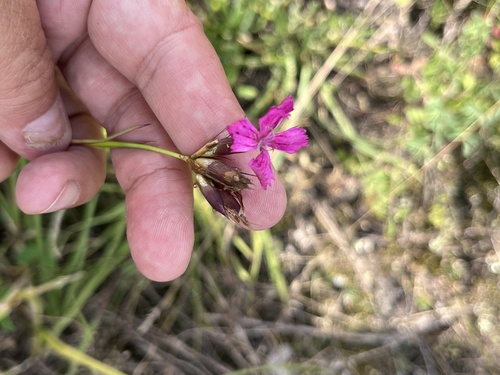Dianthus ruprechtii (Dianthus ruprechtii)
