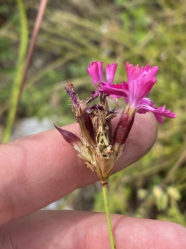 Dianthus ruprechtii (Dianthus ruprechtii)