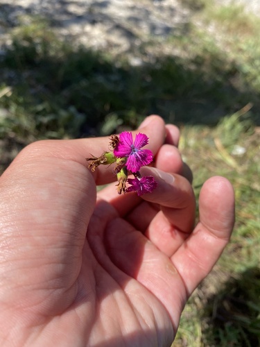 Dianthus ruprechtii (Dianthus ruprechtii)