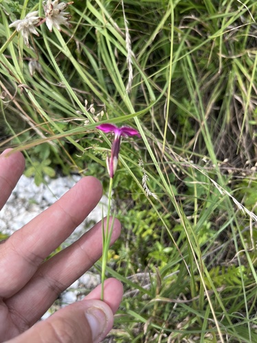 Dianthus ruprechtii (Dianthus ruprechtii)
