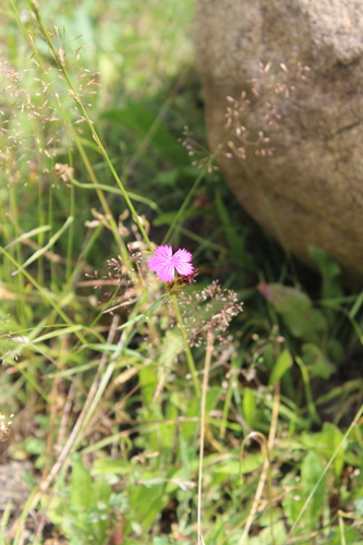 Dianthus ruprechtii (Dianthus ruprechtii)