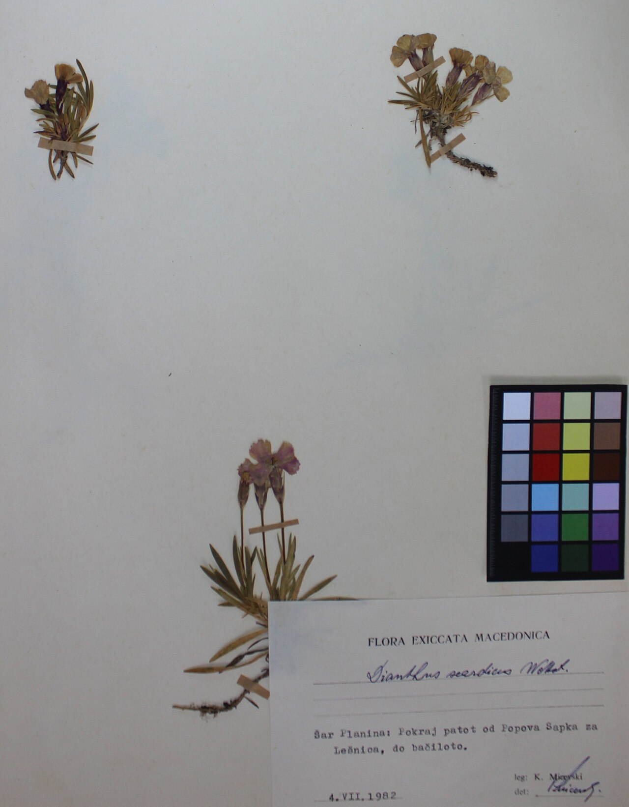 Dianthus scardicus: Dianthus Scardicus Wettst.