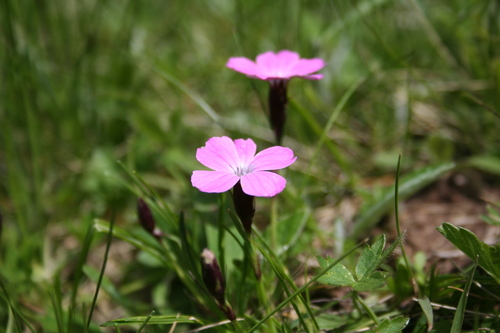 Dianthus scardicus (Dianthus scardicus)