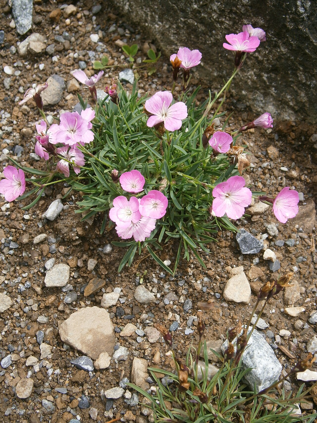 Dianthus scardicus: Dianthus scardicus in the Jardin Botanique Alpin du Lautaret