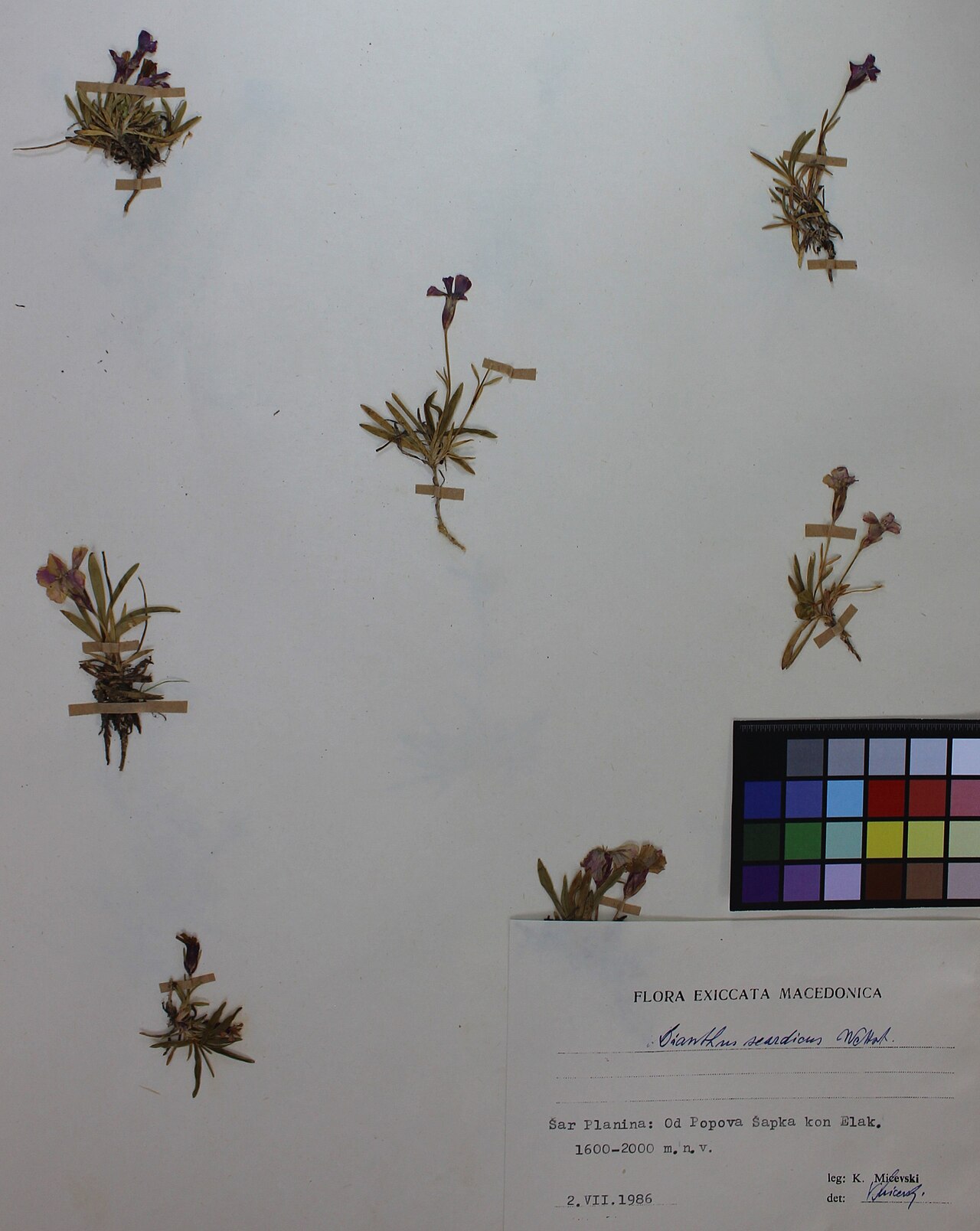 Dianthus scardicus: Dianthus Scardicus Wettst.