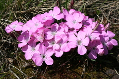 Dianthus scardicus (Dianthus scardicus)