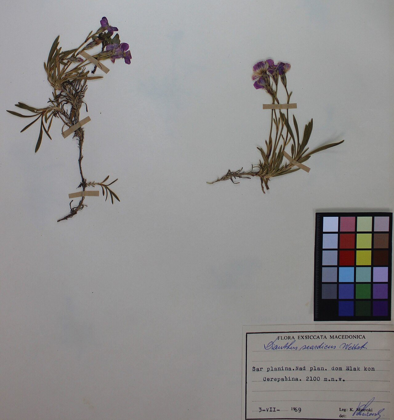 Dianthus scardicus: Dianthus Scardicus Wettst.