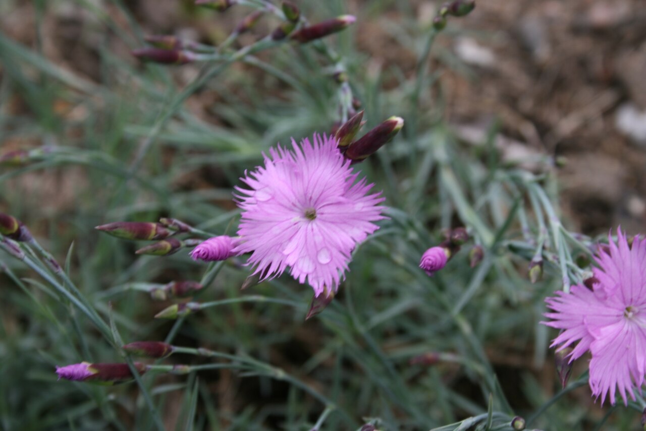 Ragged pink: Dianthus seguieri: Flower