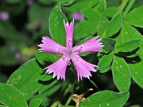 Ragged pink: Dianthus seguieri - Varazze, Genova, Italy
