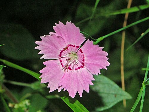 Ragged pink: Dianthus seguieri - Varazze, Genova, Italy