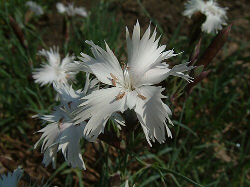Ragged pink (Dianthus seguieri)