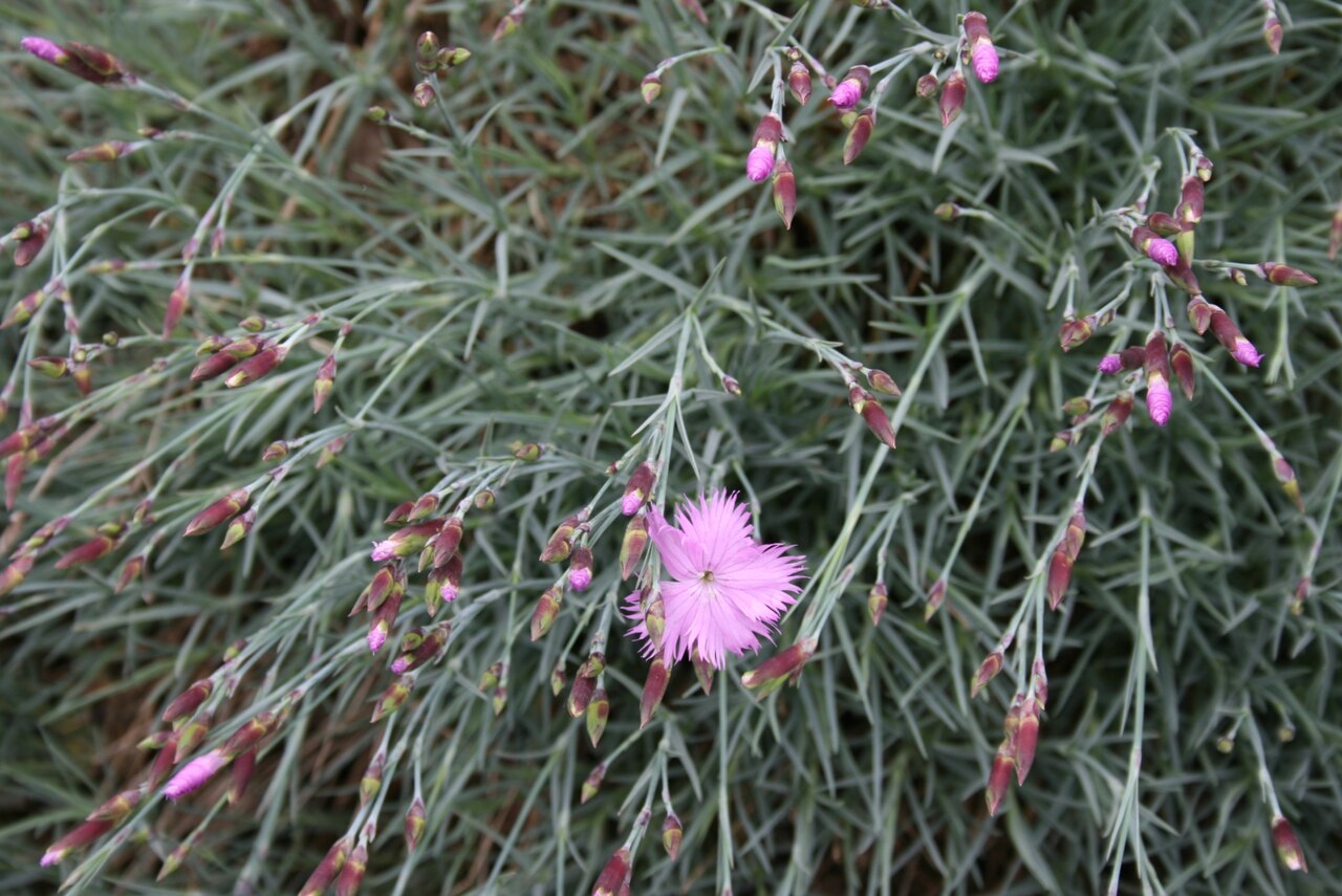 Ragged pink: Dianthus seguieri: Habit with flowers