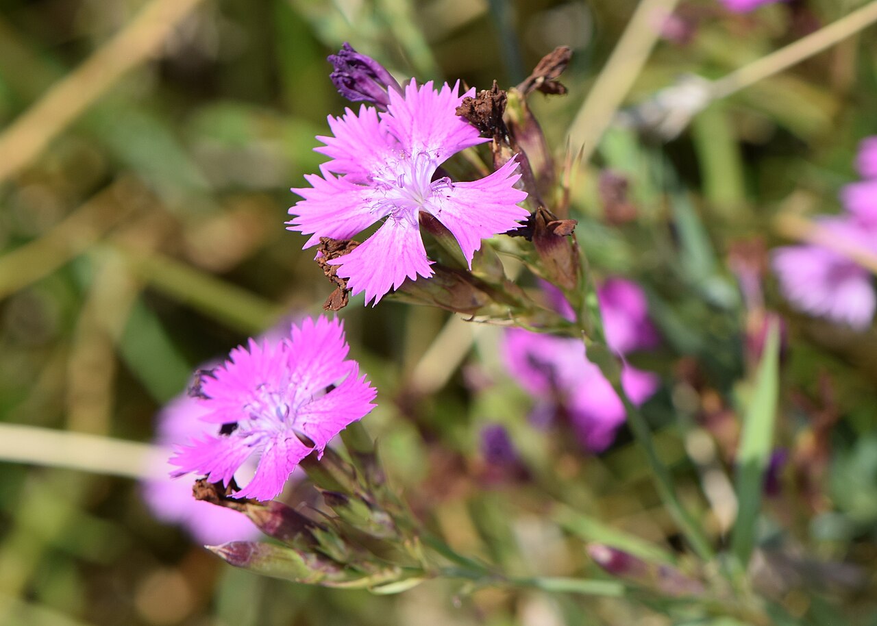 Ragged pink: Dianthus seguieri subsp. seguieri in the Botanischer Garten, Berlin-Dahlem