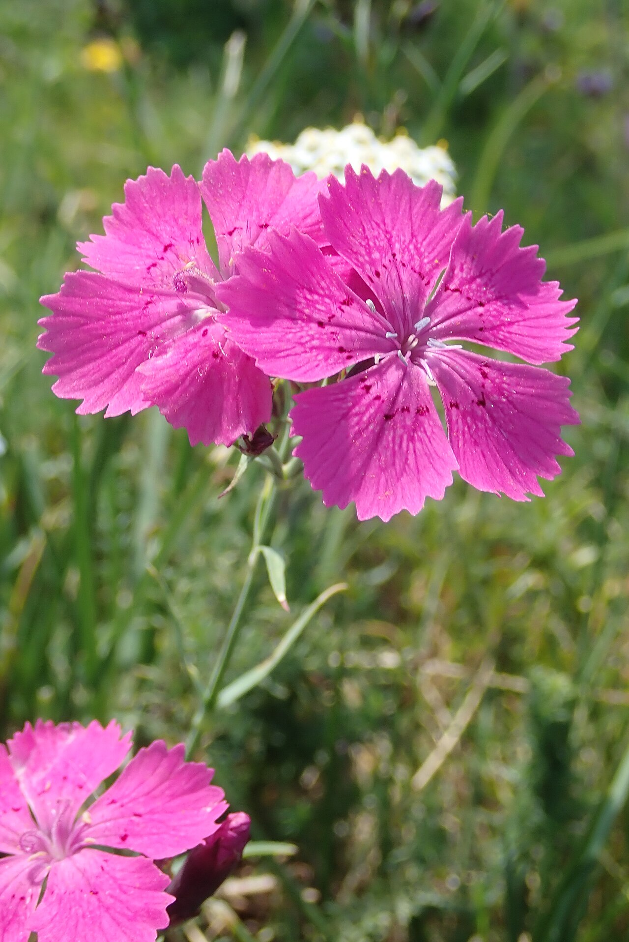 Ragged pink: Dianthus seguieri subsp pseudocollinus, oeillet endémique du Massif central (France).