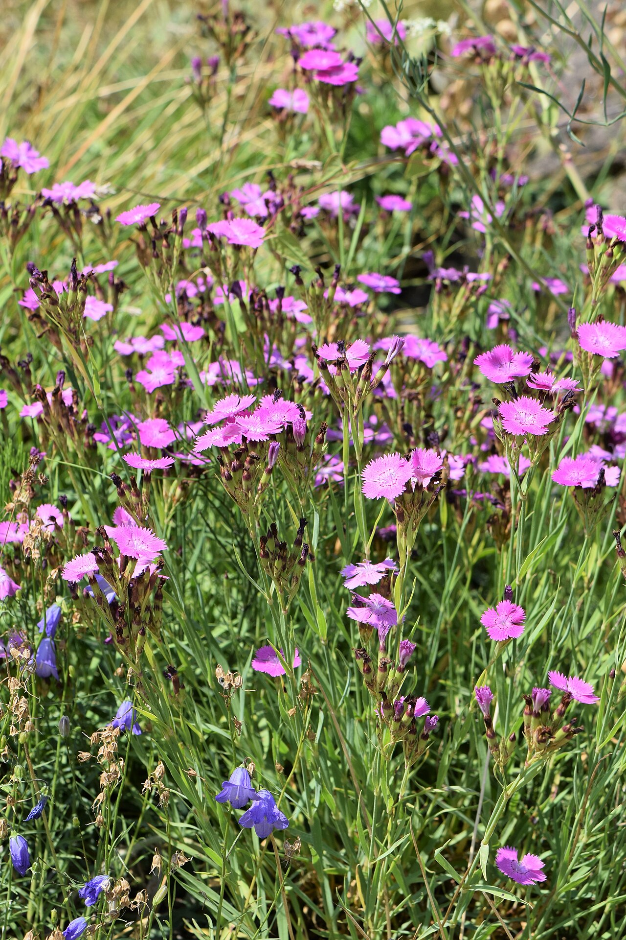 Ragged pink: Dianthus seguieri subsp. seguieri in the Botanischer Garten, Berlin-Dahlem