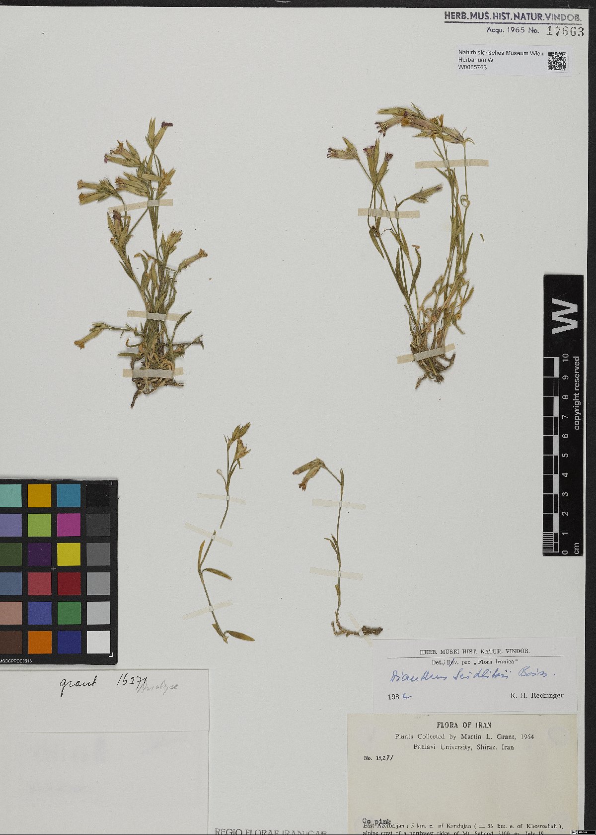 Dianthus seidlitzii: Dianthus seidlitzii — Herbarium specimen from East Azerbaijan, 5 km e. of Kandujan (= 33 km e. of Khosroshah), alpine crest of a northwest ridge of Mt. Sahand;