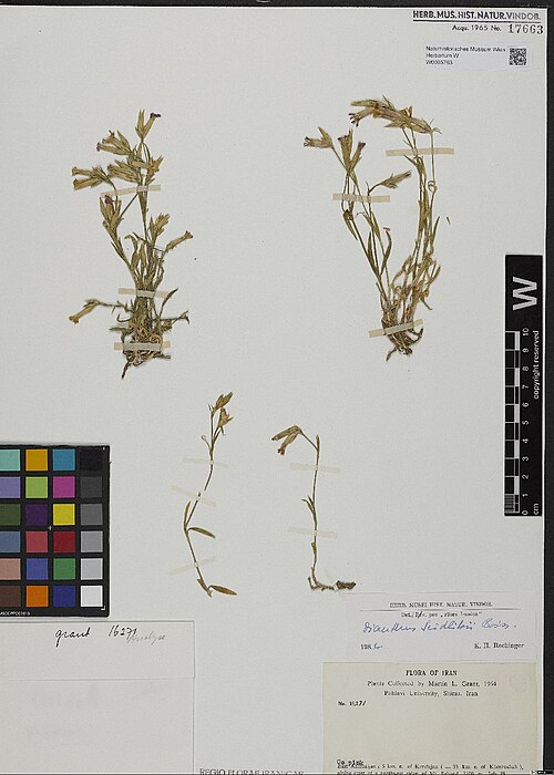 Dianthus seidlitzii: Dianthus seidlitzii — Herbarium specimen from East Azerbaijan, 5 km e. of Kandujan (= 33 km e. of Khosroshah), alpine crest of a northwest ridge of Mt. Sahand;