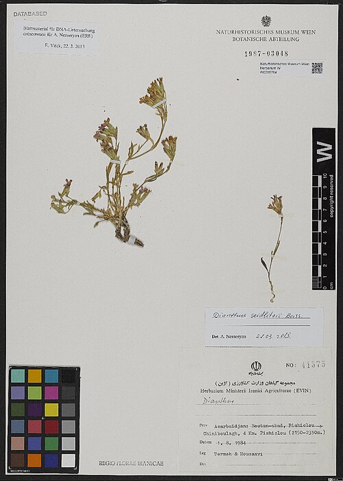 Dianthus seidlitzii: Dianthus seidlitzii — Herbarium specimen from [Iran]. Azarbadjan, Boston-abad [= Bostanabad], Pishiclou -> Chiniboulagh, 4 km Pishiclou, 2150–2350 m., Iran. Col