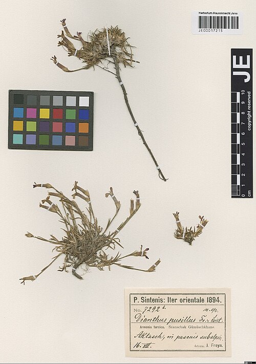 Dianthus seidlitzii: Dianthus seidlitzii — Herbarium specimen from Armenia turcica. Szanschak Gümüschkhane. Aktasch, in pascuis subalpin., Türkiye. Collected by Sintenis,P.E.E. Iter