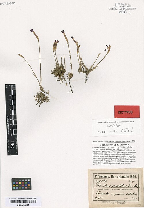 Dianthus seidlitzii: Dianthus seidlitzii — Herbarium specimen from Armenia turcica. Syanschak Gümükschkhane. Tempede, in pascuis subalpin., Türkiye. Collected by Sintenis,P. Iter or