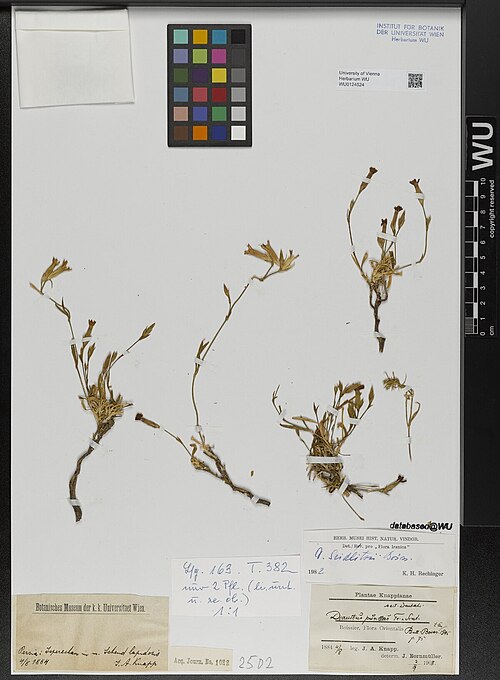 Dianthus seidlitzii: Dianthus seidlitzii — Herbarium specimen from Persia, Isperechan in m. Sehend lapidosis., Iran. Collected by Knapp,J.A. Plantae Knappianae (1884-08-04). Recorde