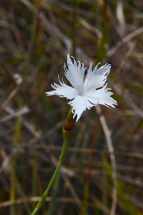 Late carnation: Natura 2000 - Pannonische Sanddünen NSG Sandberge Oberweiden