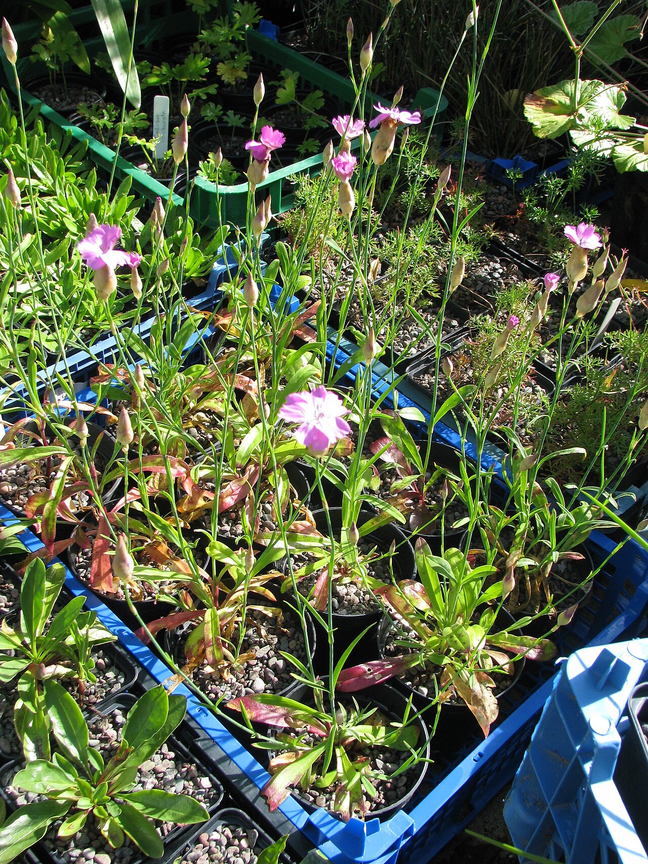 Dianthus serratifolius: This was the name the seed was ordered under. It does not resemble the pictures I found on Google when I ordered it, but that doesn't necessarily mean anything.
