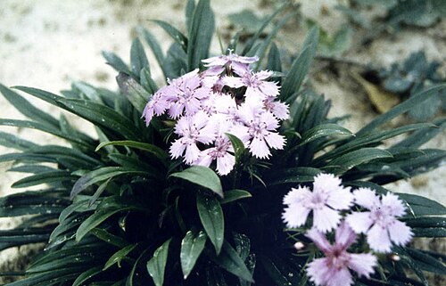 Dianthus shinanensis: Dianthus shinanensis
