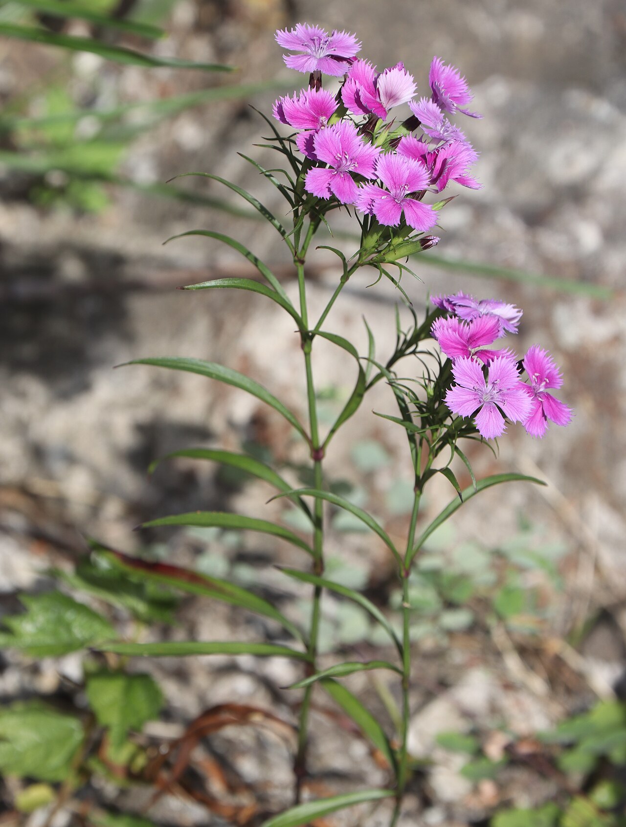 Dianthus shinanensis: Dianthus shinanensis in Ryohaku Mountains, Hakusan, Ishikawa Prefecture, Japan.