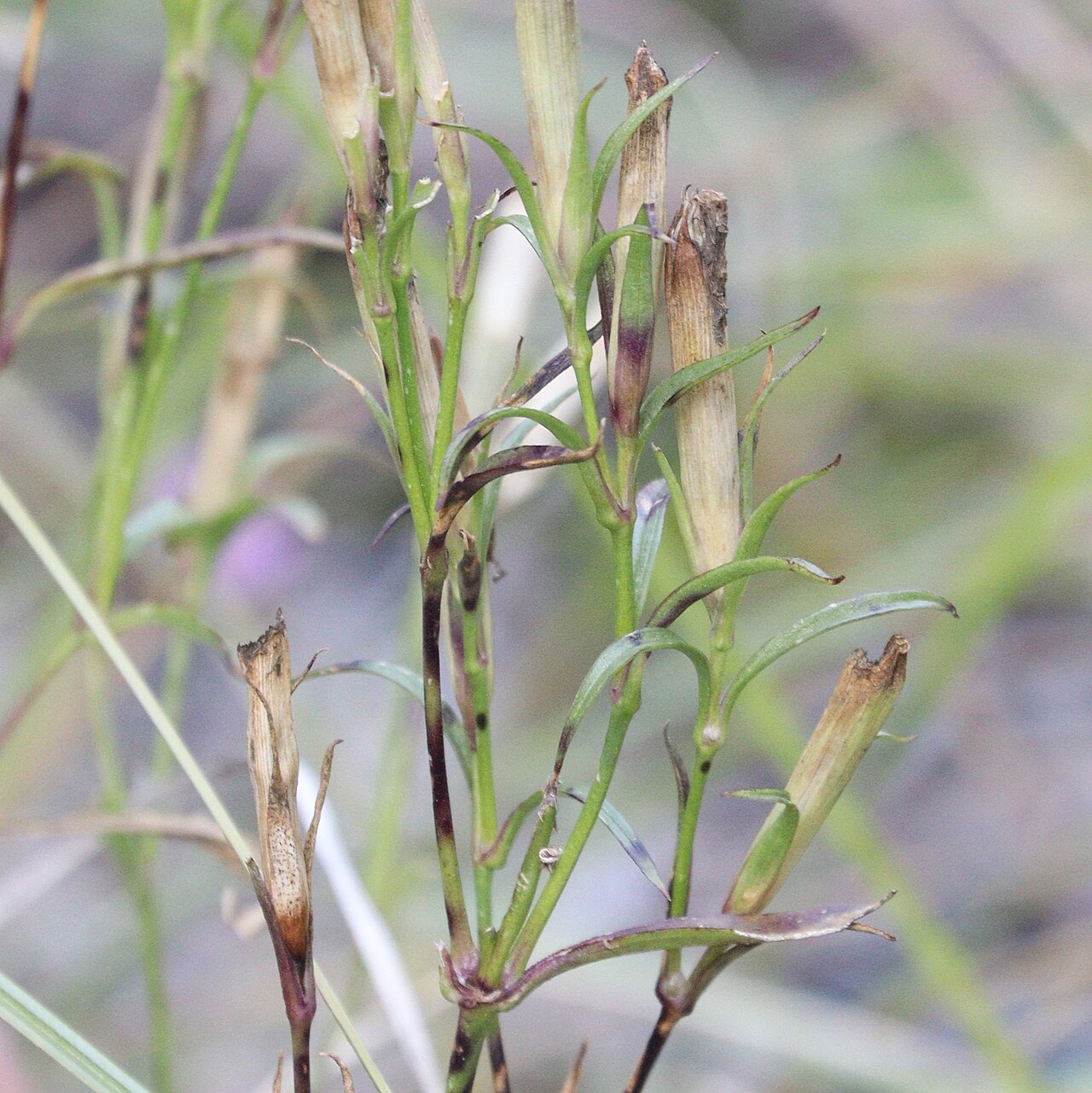 Dianthus shinanensis: Dianthus shinanensis in Ryohaku Mountains, Hakusan, Ishikawa Prefecture, Japan.