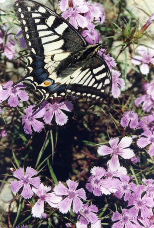 Dianthus shinanensis: Dianthus shinanensis