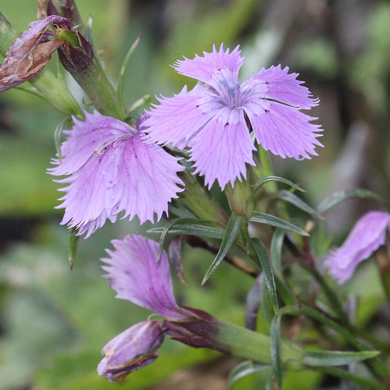 Dianthus shinanensis: Dianthus shinanensis in Ryohaku Mountains, Hakusan, Ishikawa Prefecture, Japan.