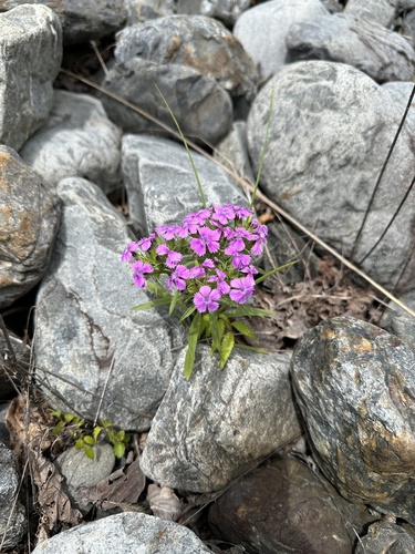 Dianthus shinanensis (Dianthus shinanensis)