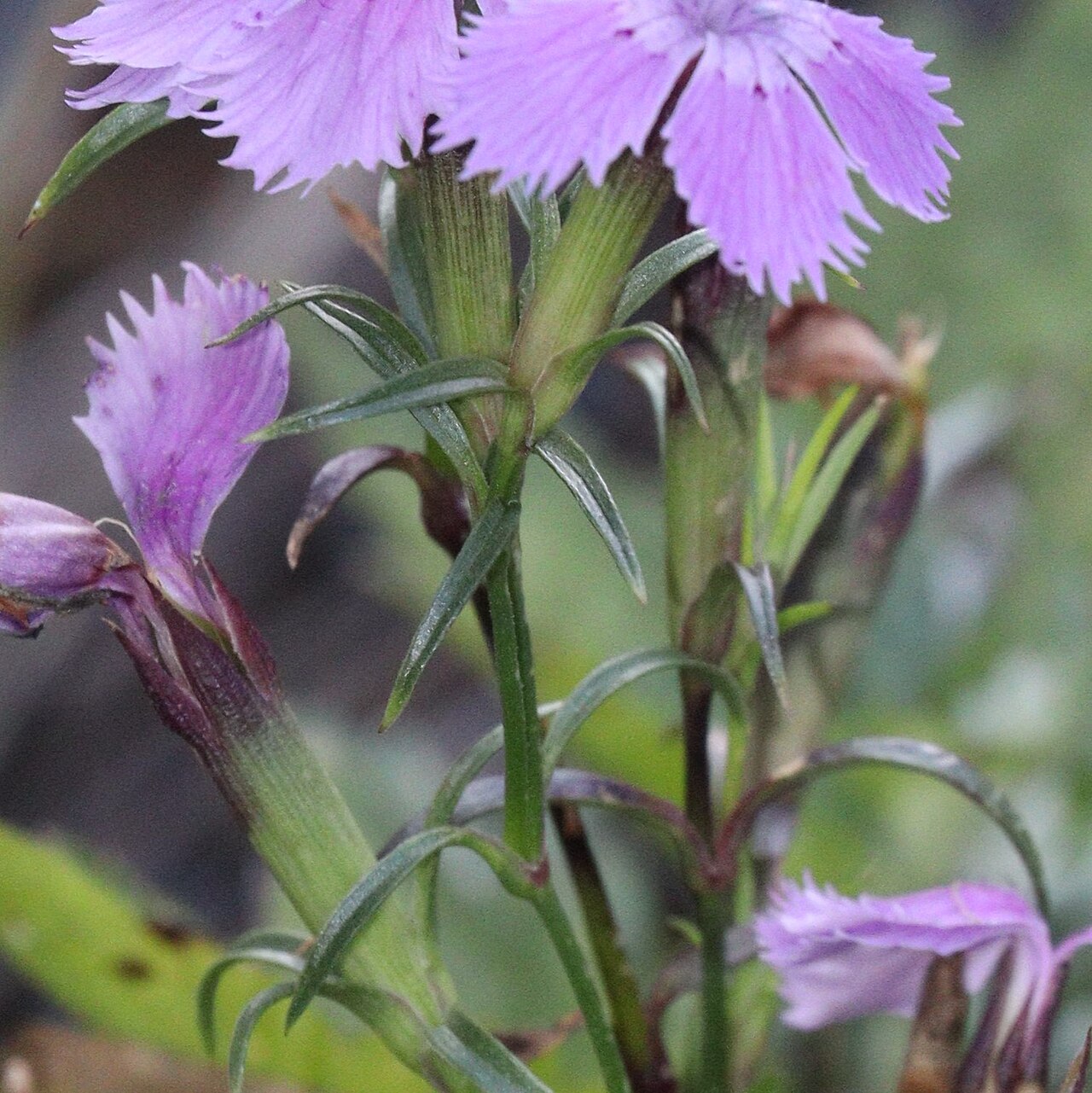 Dianthus shinanensis: Dianthus shinanensis in Ryohaku Mountains, Hakusan, Ishikawa Prefecture, Japan.