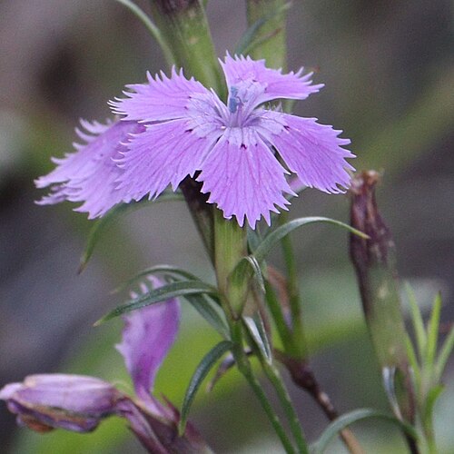 Dianthus shinanensis: Dianthus shinanensis in Ryohaku Mountains, Hakusan, Ishikawa Prefecture, Japan.
