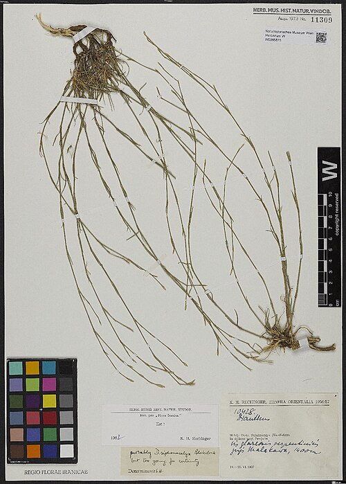 Dianthus siphonocalyx: Dianthus siphonocalyx — Herbarium specimen from Distr. Sulaimaniya (Kurdistan). In ditione pagi Penjwin. In glareosis serpentinicis jugi Malakawa; 1400 m., Iraq