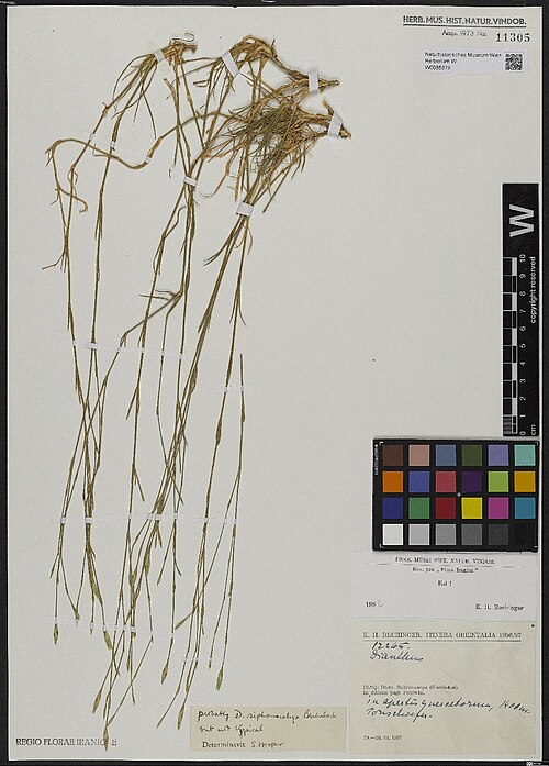Dianthus siphonocalyx: Dianthus siphonocalyx — Herbarium specimen from Distr. Sulaimaniya (Kurdistan). In ditione pagi Penjwin. In alpestris quercetorum; 1400 m. Tonschiefer, Iraq. Co