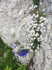 Dianthus spiculifolius (Dianthus spiculifolius)