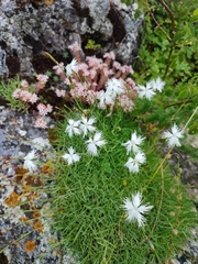 Dianthus spiculifolius (Dianthus spiculifolius)