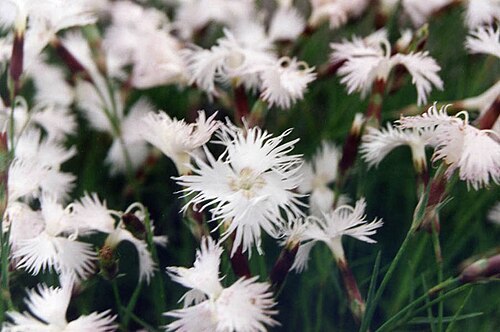 Dianthus spiculifolius: Dianthus spiculifolius
