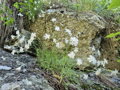 Dianthus spiculifolius (Dianthus spiculifolius)
