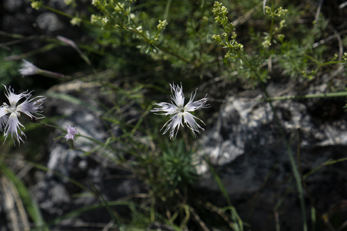 Dianthus spiculifolius (Dianthus spiculifolius)